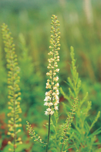 ブラックコホシュ,育乳,アグアヘ,プエラリア・ミリフィカ,ワイルドヤム